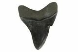 3.39" Fossil Megalodon Tooth - South Carolina - #130792-1